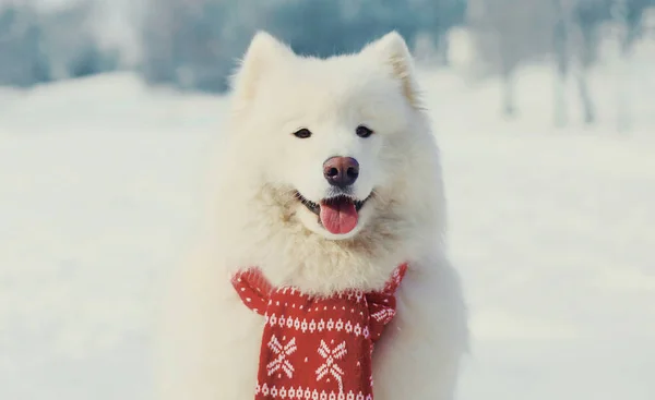 Zimowy Portret Uroczego Białego Samoyed Psa Czerwonej Dzianiny Szalik Siedzi — Zdjęcie stockowe