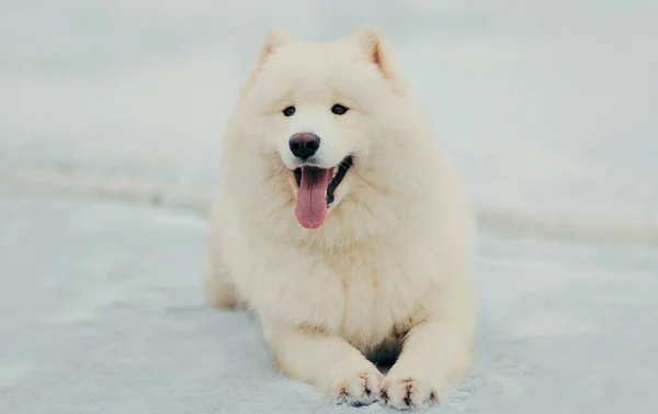 Zimowy Portret Uroczego Białego Samoyed Psa Leżącego Śniegu Parku — Zdjęcie stockowe