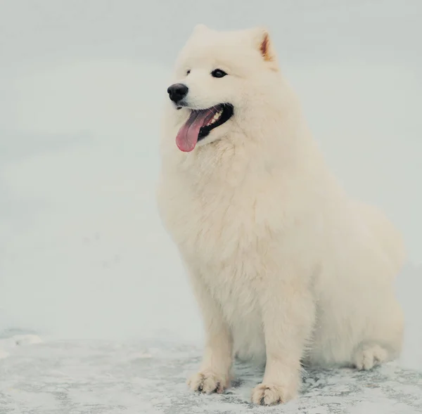 Zimní Portrét Roztomilé Bílé Samoyed Pes Sedí Sněhu Parku — Stock fotografie