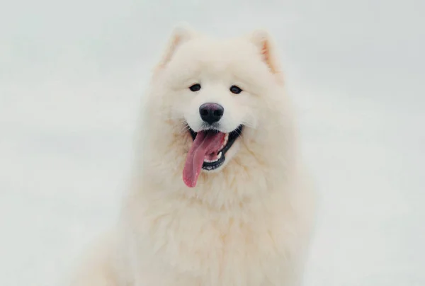 Portrait Young White Samoyed Dog Sitting Snow Winter Park — Stock Photo, Image