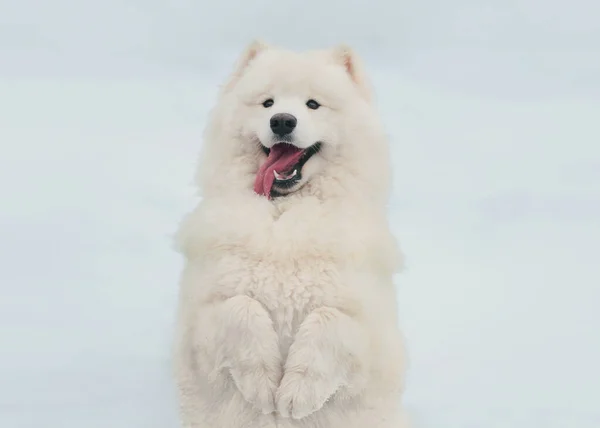 Portrait Funny White Samoyed Dog Standing Its Hind Legs Snow — Stock Photo, Image