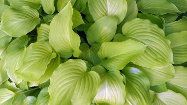 Yeşil çalı Hosta. Doğa arkaplan resmi. Hosta - peyzaj parkı ve bahçe tasarımı için süs bitkisi.