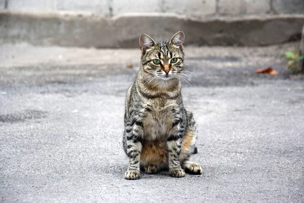 Imádnivaló Macska Egy Aszfaltos Úton Szabadban Fiatal Sokszínű Macska Bolyhos — Stock Fotó
