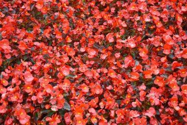 Kırmızı ve beyaz yapraklı begonya çalısı ve koyu yeşil yapraklı bir çalılığın üzerinde sarı bir merkez. Doğa arkaplanı.