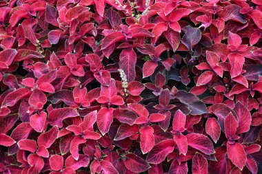 Coleus, Coleus cinsi bir ısırgan otu türüdür, ayrıca boyalı ısırgan otu olarak da bilinir, Coleus blumei, Solenostemon scutellarioides, botanik adı os Coleus scutellarioides.