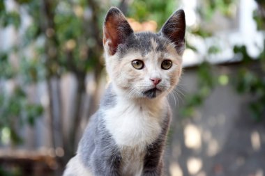 Dışarıdaki ahşap bir masada sevimli bir kedi yavrusunun portresi. Genç, çok renkli bir kedi. Yumuşak bir hayvan..