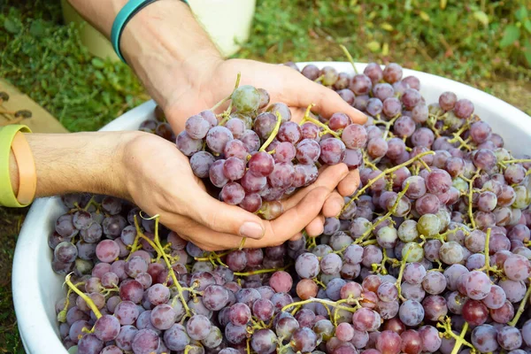 Cosecha Primaveral Uvas Rosadas Una Cuenca Blanca Vino Tinto Uvas — Foto de Stock