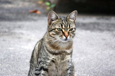 Dışarıdaki asfalt yolda sevimli bir kedi. Genç, çok renkli bir kedi. Yumuşak bir hayvan..