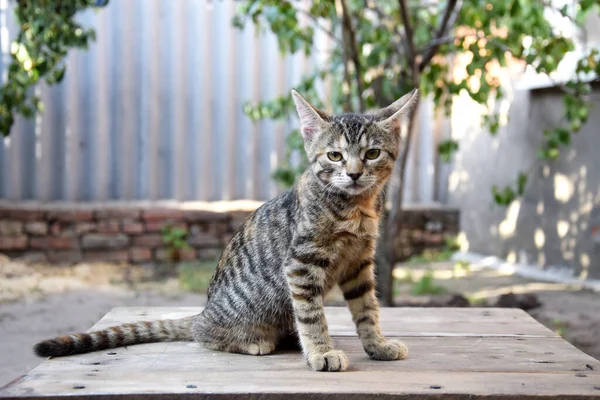 Uroczy Kotek Drewnianym Stole Świeżym Powietrzu Młody Wielobarwny Kot Puszyste — Zdjęcie stockowe