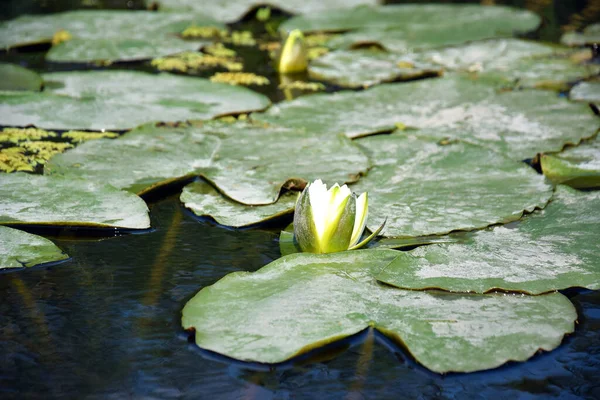 Water Lilies Green Leaves Pond White Blooming Lotus Flowers Illuminated — Stock Photo, Image