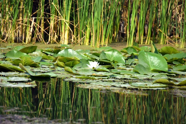 Seerosen Grüne Blätter Auf Einem Teich Mit Weißen Blühenden Lotusblüten — Stockfoto