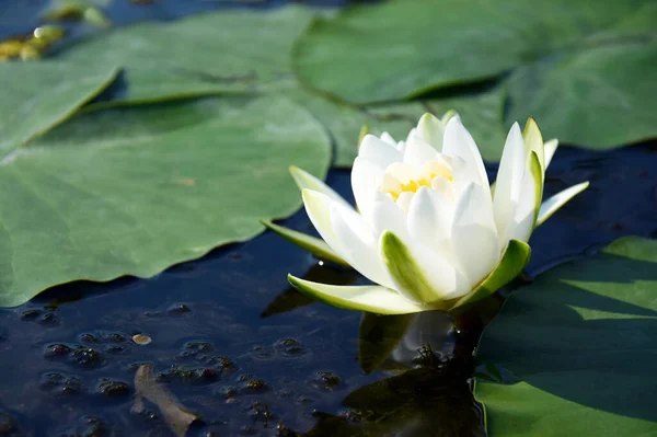 Lilie Wodne Zielone Liście Stawie Białymi Kwitnącymi Kwiatami Lotosu Oświetlonymi — Zdjęcie stockowe
