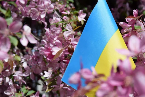 Невеликий Національний Прапор України Мерехтить Кольорі Яблуні Мала Блакитно Жовтий — стокове фото