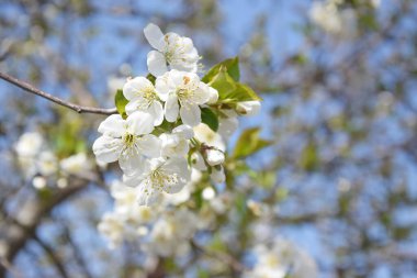 Mavi gökyüzüne karşı beyaz kiraz ağacı çiçeklerine yakın çekim. Bahar, çiçek açan ağaçların mevsimi..