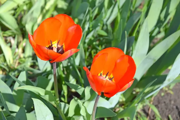 Güneşli bir günde ev bahçesinde kırmızı laleler. İlkbahar, bitkiler canlanır.