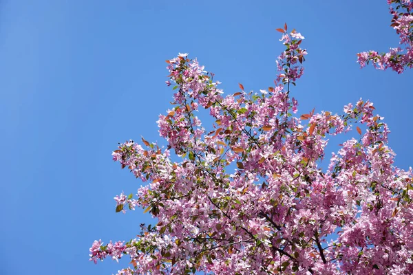Mavi gökyüzüne karşı pembe elma ağacı çiçekleri. Bahar, çiçek açan ağaçların mevsimi..