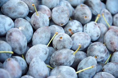 Bir sürü taze mavi erik. Bahar hasadı. Meyve arkaplanı.