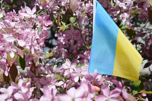 Невеликий Національний Синьо Жовтий Прапор України Мерехтить Кольорі Яблуні Незалежність — стокове фото