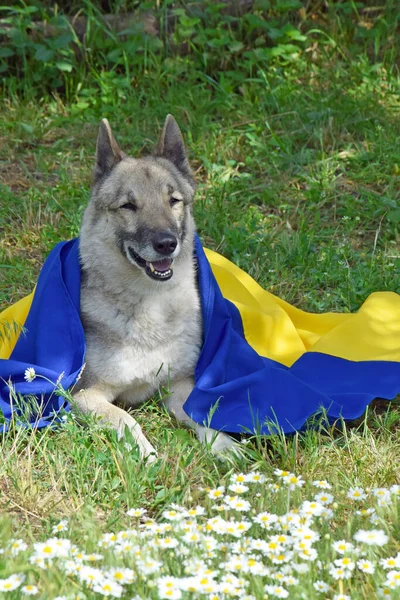 Husky Sibéria Ocidental Coberto Com Bandeira Nacional Ucrânia Contra Pano — Fotografia de Stock