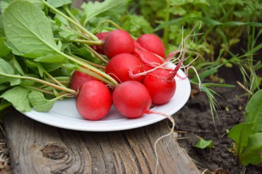 Beyaz bir tabakta taze turp, yerde yatar. Bahçenizdeki bir serada sebze yetiştirme ve kendi kendine yetme kavramı..