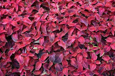 Coleus, Coleus cinsi bir ısırgan otu türüdür, ayrıca boyalı ısırgan otu olarak da bilinir, Coleus blumei, Solenostemon scutellarioides, botanik adı os Coleus scutellarioides.