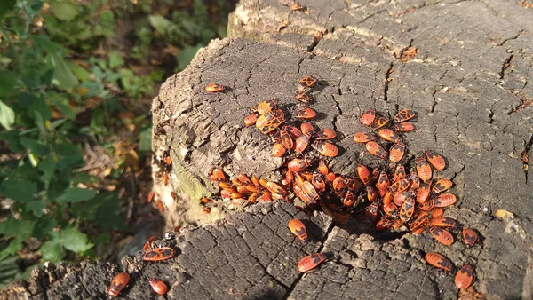 A family of common terrestrial bugs of the red bug family - Pyrrhocoris apterus on a stump. Live nature.