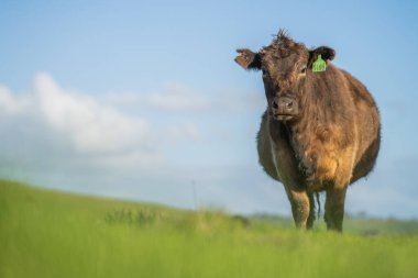 Aygır Angus, wagyu, Murray Grey, Süt Ürünleri ve Sığır İnekleri ve Çim ve Pasuture otlayan Boğalar. Avustralya 'da bir tarım çiftliğinde yetiştirilen hayvanlar organik ve serbest..