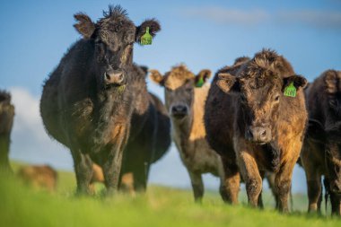 Aygır Angus, wagyu, Murray Grey, Süt Ürünleri ve Sığır İnekleri ve Çim ve Pasuture otlayan Boğalar. Avustralya 'da bir tarım çiftliğinde yetiştirilen hayvanlar organik ve serbest..