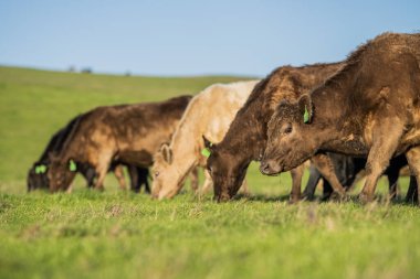Aygır Angus, wagyu, Murray Grey, Süt Ürünleri ve Sığır İnekleri ve Çim ve Pasuture otlayan Boğalar. Avustralya 'da bir tarım çiftliğinde yetiştirilen hayvanlar organik ve serbest..