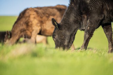 Aygır Angus, wagyu, Murray Grey, Süt Ürünleri ve Sığır İnekleri ve Çim ve Pasuture otlayan Boğalar. Avustralya 'da bir tarım çiftliğinde yetiştirilen hayvanlar organik ve serbest..