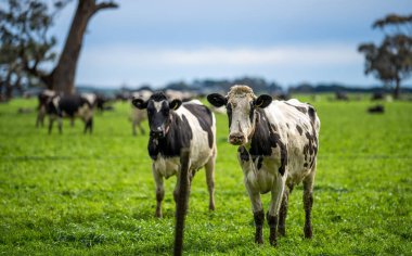 Aygır Angus, wagyu, Murray Grey, Süt ve sığır İnekleri ve otlakta otlayan boğalar. Avustralya 'da bir tarım çiftliğinde yetiştirilen hayvanlar organik ve serbest..