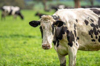 Aygır Angus, wagyu, Murray Grey, Süt ve sığır İnekleri ve otlakta otlayan boğalar. Avustralya 'da bir tarım çiftliğinde yetiştirilen hayvanlar organik ve serbest..