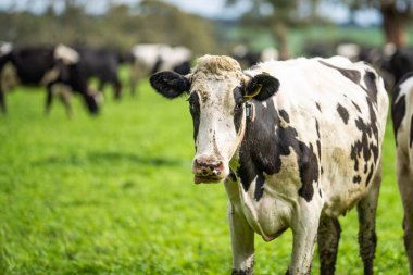 Aygır Angus, wagyu, Murray Grey, Süt ve sığır İnekleri ve otlakta otlayan boğalar. Avustralya 'da bir tarım çiftliğinde yetiştirilen hayvanlar organik ve serbest..