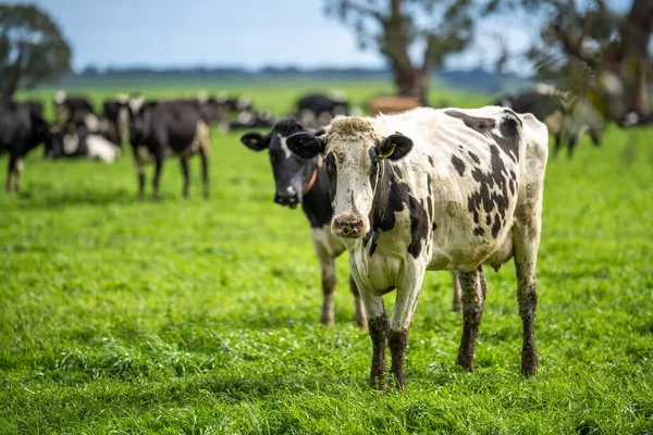 Aygır Angus, wagyu, Murray Grey, Süt ve sığır İnekleri ve otlakta otlayan boğalar. Avustralya 'da bir tarım çiftliğinde yetiştirilen hayvanlar organik ve serbest..