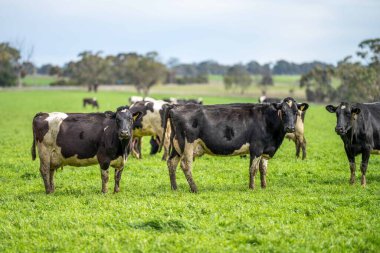 Aygır Angus, wagyu, Murray Grey, Süt ve sığır İnekleri ve otlakta otlayan boğalar. Avustralya 'da bir tarım çiftliğinde yetiştirilen hayvanlar organik ve serbest..