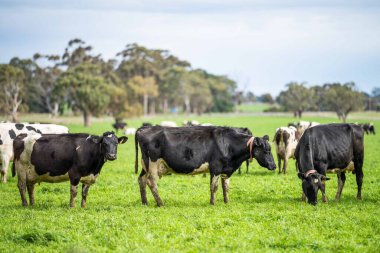 Aygır Angus, wagyu, Murray Grey, Süt ve sığır İnekleri ve otlakta otlayan boğalar. Avustralya 'da bir tarım çiftliğinde yetiştirilen hayvanlar organik ve serbest..