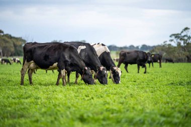 Aygır Angus, wagyu, Murray Grey, Süt ve sığır İnekleri ve otlakta otlayan boğalar. Avustralya 'da bir tarım çiftliğinde yetiştirilen hayvanlar organik ve serbest..