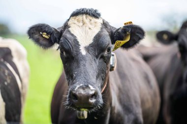 Aygır Angus, wagyu, Murray Grey, Süt ve sığır İnekleri ve otlakta otlayan boğalar. Avustralya 'da bir tarım çiftliğinde yetiştirilen hayvanlar organik ve serbest..