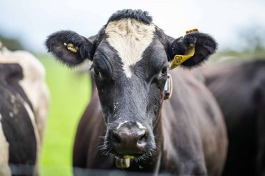 Aygır Angus, wagyu, Murray Grey, Süt ve sığır İnekleri ve otlakta otlayan boğalar. Avustralya 'da bir tarım çiftliğinde yetiştirilen hayvanlar organik ve serbest..