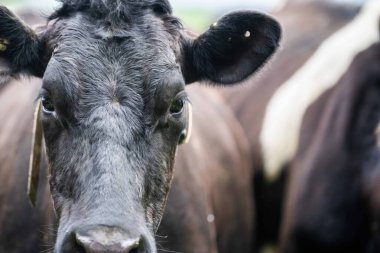 Aygır Angus, wagyu, Murray Grey, Süt ve sığır İnekleri ve otlakta otlayan boğalar. Avustralya 'da bir tarım çiftliğinde yetiştirilen hayvanlar organik ve serbest..