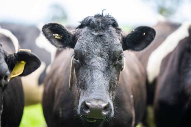 Aygır Angus, wagyu, Murray Grey, Süt ve sığır İnekleri ve otlakta otlayan boğalar. Avustralya 'da bir tarım çiftliğinde yetiştirilen hayvanlar organik ve serbest..