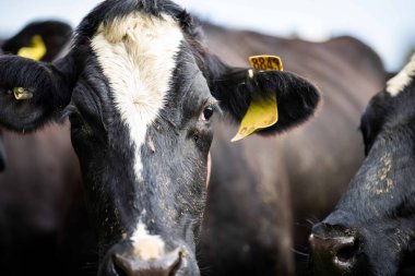 Aygır Angus, wagyu, Murray Grey, Süt ve sığır İnekleri ve otlakta otlayan boğalar. Avustralya 'da bir tarım çiftliğinde yetiştirilen hayvanlar organik ve serbest..