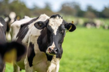 Aygır Angus, wagyu, Murray Grey, Süt ve sığır İnekleri ve otlakta otlayan boğalar. Avustralya 'da bir tarım çiftliğinde yetiştirilen hayvanlar organik ve serbest..