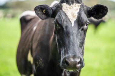 Aygır Angus, wagyu, Murray Grey, Süt ve sığır İnekleri ve otlakta otlayan boğalar. Avustralya 'da bir tarım çiftliğinde yetiştirilen hayvanlar organik ve serbest..