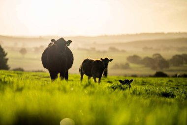Aygır Angus, wagyu, Murray Grey, Süt ve sığır İnekleri ve bir tarlada otlayan boğalar. Avustralya 'da bir tarım çiftliğinde yetiştirilen hayvanlar organik ve serbest..