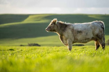 Aygır Angus, wagyu, Murray Grey, Süt ve sığır İnekleri ve bir tarlada otlayan boğalar. Avustralya 'da bir tarım çiftliğinde yetiştirilen hayvanlar organik ve serbest..