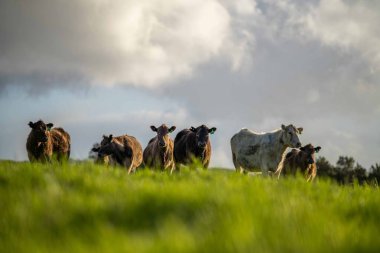 Aygır Angus, wagyu, Murray Grey, Süt ve sığır İnekleri ve bir tarlada otlayan boğalar. Avustralya 'da bir tarım çiftliğinde yetiştirilen hayvanlar organik ve serbest..