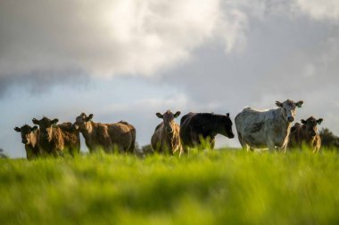 Aygır Angus, wagyu, Murray Grey, Süt ve sığır İnekleri ve bir tarlada otlayan boğalar. Avustralya 'da bir tarım çiftliğinde yetiştirilen hayvanlar organik ve serbest..
