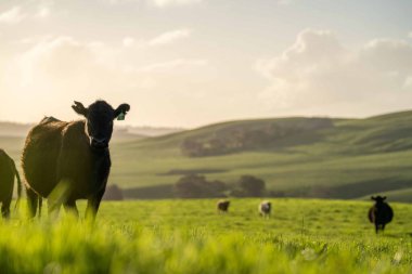 Aygır Angus, wagyu, Murray Grey, Süt ve sığır İnekleri ve bir tarlada otlayan boğalar. Avustralya 'da bir tarım çiftliğinde yetiştirilen hayvanlar organik ve serbest..