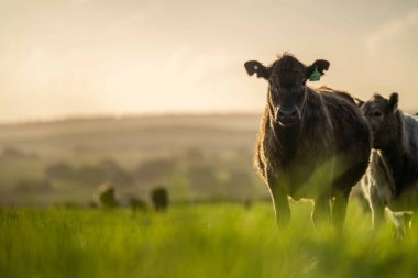 Aygır Angus, wagyu, Murray Grey, Süt ve sığır İnekleri ve bir tarlada otlayan boğalar. Avustralya 'da bir tarım çiftliğinde yetiştirilen hayvanlar organik ve serbest..